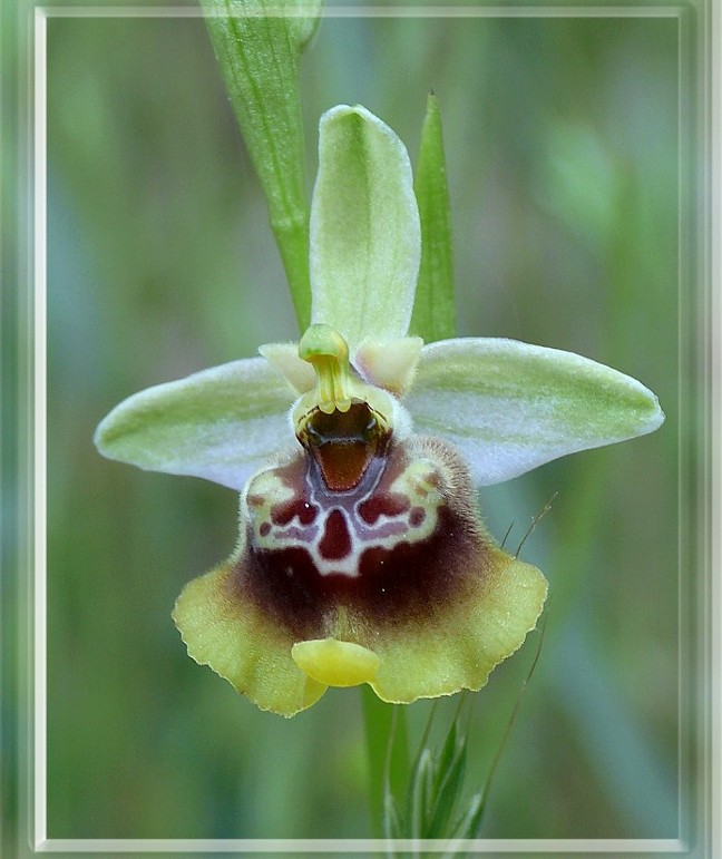 Popolazione ibridogena tra Ophrys lacaitae e Ophrys gracilis
